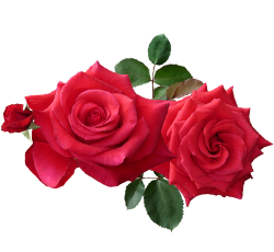 Rose Crush